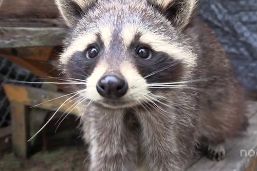 Le refuge Blanche-Neige sauve de 2 à 15 petits animaux par jour