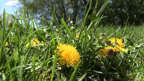 Pourquoi laisser le gazon pousser en mai?