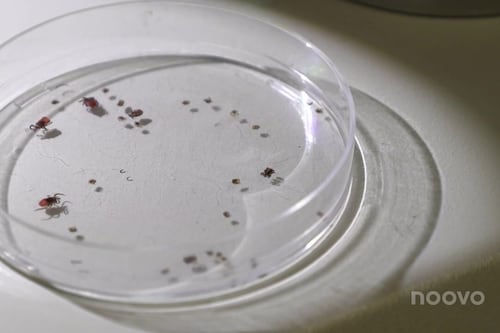 Les tiques déjà en activité: la maladie de Lyme «en progression» au Québec