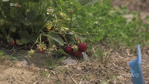Les fraises du Québec sont de retour à Compton
