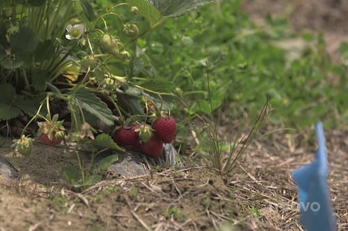 Les fraises du Québec sont de retour à Compton