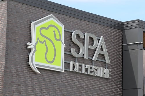 Déménagements : la SPA de l’Estrie s’attend à une vague d’abandons d’animaux