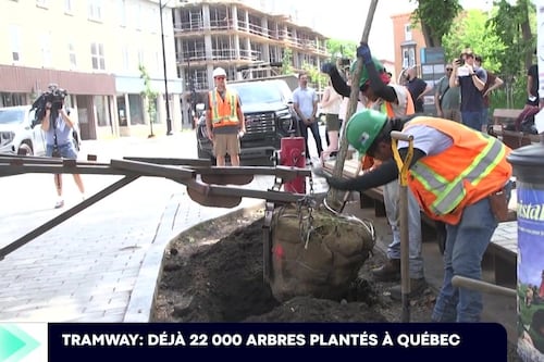 Tramway: des arbres plantés pour remplacer ceux coupés