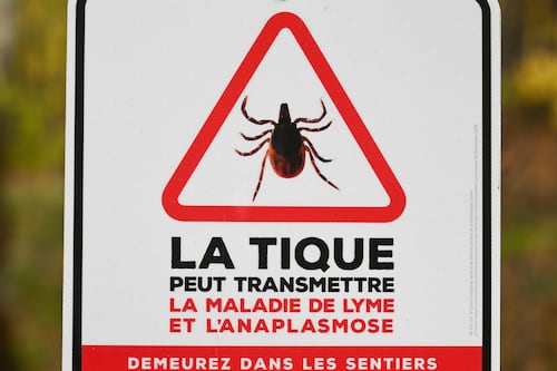 Hausse des cas d'anaplasmose, une maladie transmise par les tiques