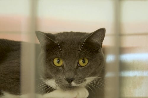 Les abandons d’animaux en hausse à Montréal pendant la période des déménagements