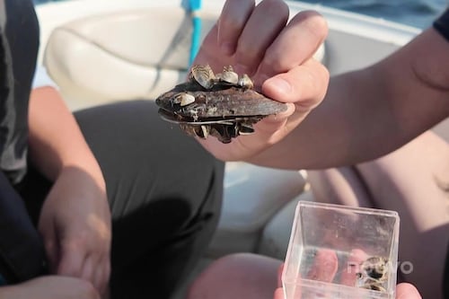 Le combat impossible contre les moules zébrées