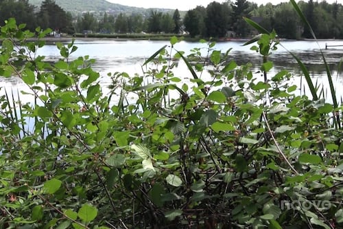31 plantes exotiques envahissantes disparaissent des pépinières du Québec