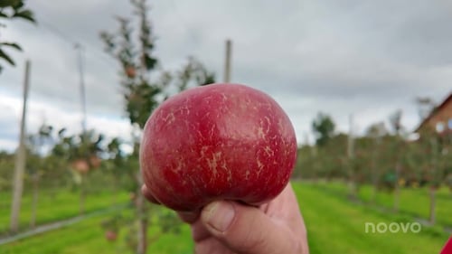 Quand la science s'invite dans la saison des pommes