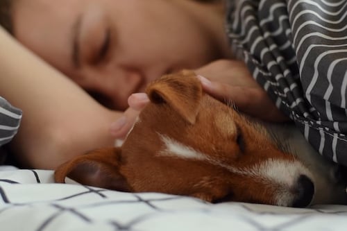 Une étude se penche sur les effets de dormir avec un chien